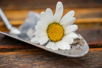 How to Grow Radiant Flowers and Enhance Your Space