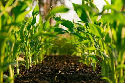 What Are Regenerative Gardens and Why Are They Essential for the Environment?