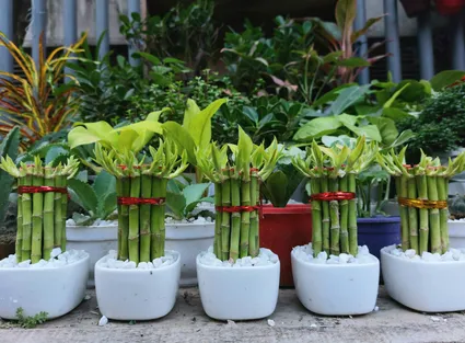 Lucky Bamboo Care & Meaning - Your Ultimate Guide to Growing Good Fortune
