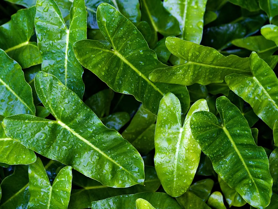 Philodendron Imbe