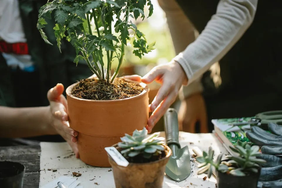 Soil potting mix tomato