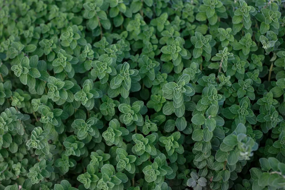 Oregano Leafs