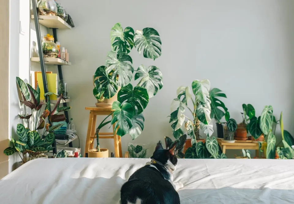 Monsteras and a cat