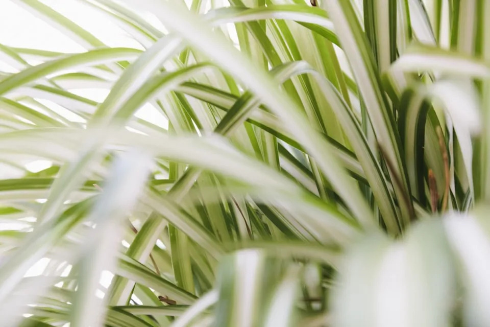 Plant room indirect light