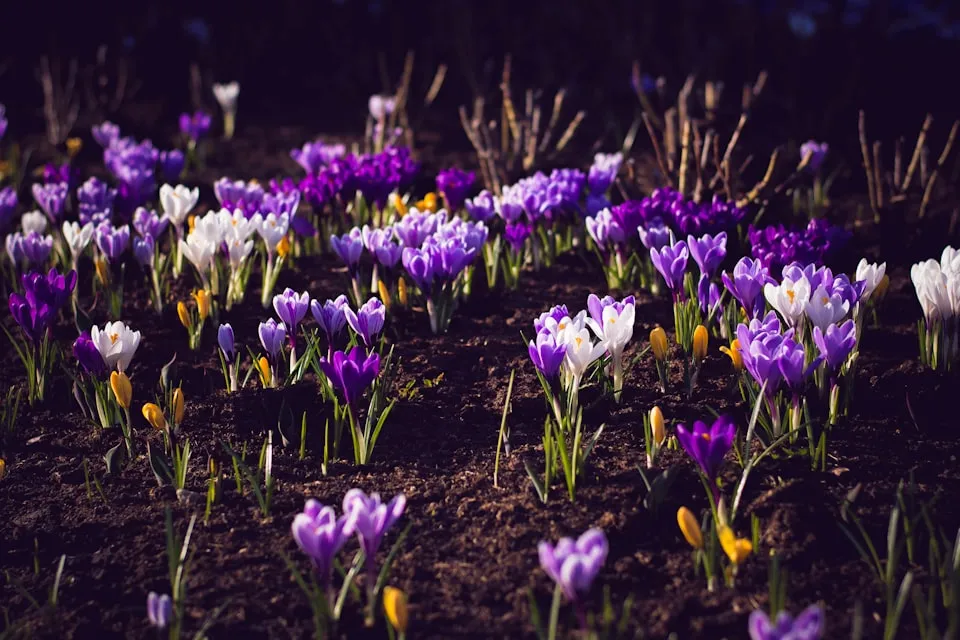 purple flowers