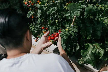 Growing Tomatoes in Containers: Your Complete Guide to a Delicious Harvest (Even in Small Spaces!)