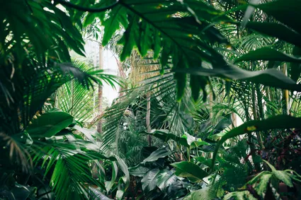 Best Plants for Indirect Light - A Guide to Thriving Green Spaces Indoors